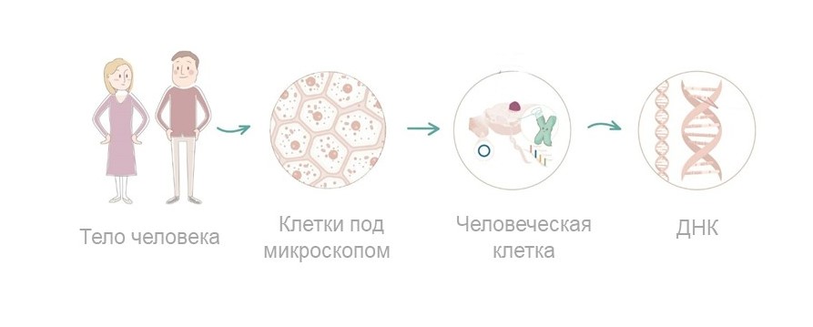 Infografik Zellenaufbau